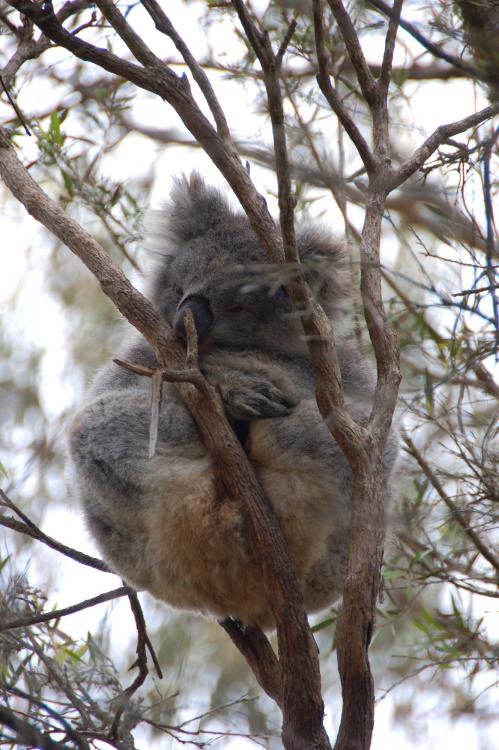 koala.JPG