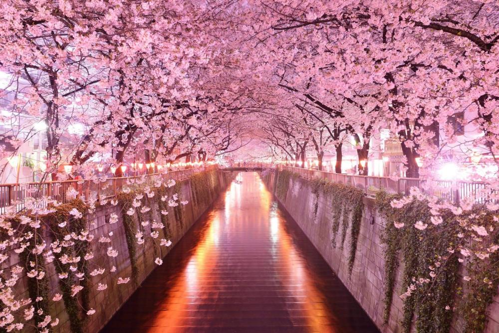 cherry-blossoms.jpg