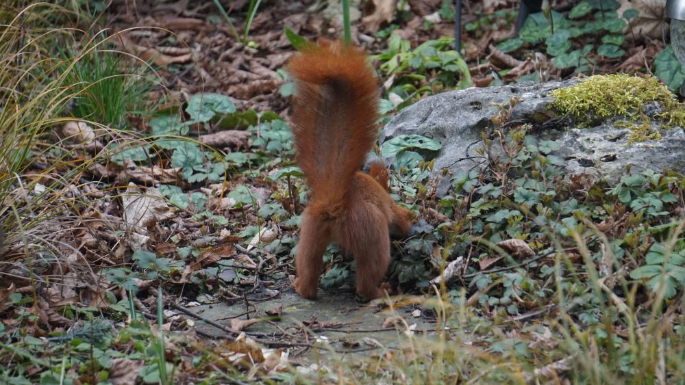 DSC00264.JPG