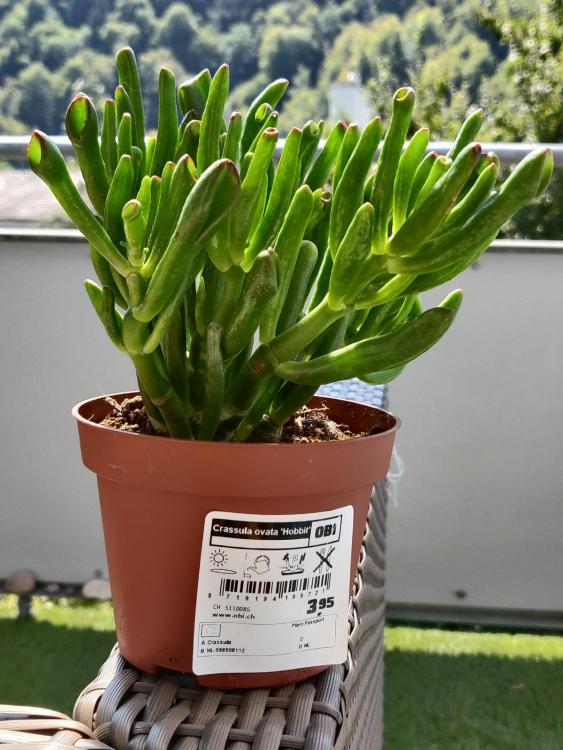 crassula-hobbit.jpg